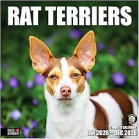 Rat Terrier 2026 Calendar