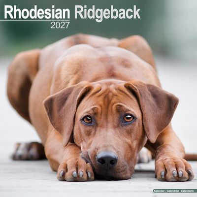 Rhodesian Ridgeback 2027 Wall Calendar