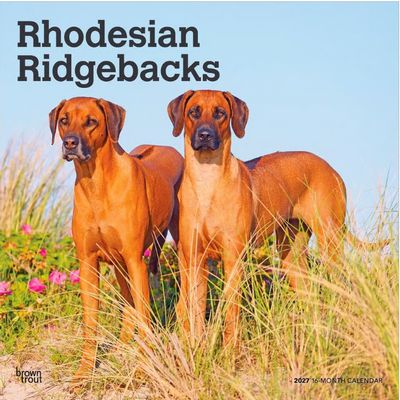 Rhodesian Ridgebacks 2027 Wall Calendar