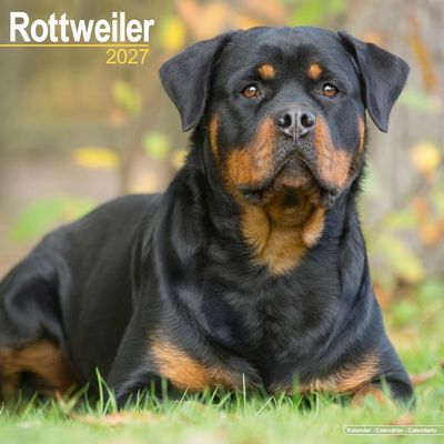 Rottweiler 2027 Calendar
