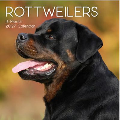 Rottweiler 2027 Wall Calendar