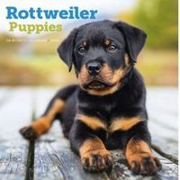 2026 Rottweiler Puppies Calendars