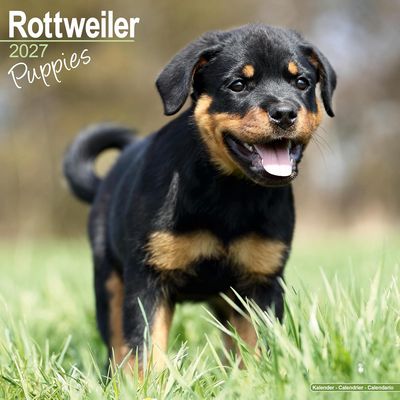 Rottweiler Puppies 2027 Wall Calendar