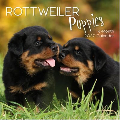 Rottweiler Puppies 2027 Wall Calendar