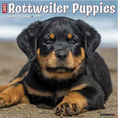 Just Rottweiler Puppies 2027 Wall Calendar
