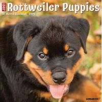 Just Rottweiler Puppies 2026 Wall Calendar