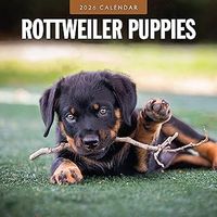 Just Rottweiler Puppies 2026 Wall Calendar