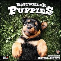 Just Rottweiler Puppies 2026 Wall Calendar