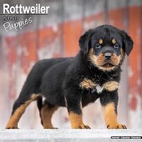 Rottweiler Puppies 2026 Wall Calendar