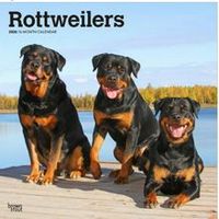 Rottweiler 2026 Calendar