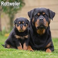 Rottweilers 2026 Wall Calendar