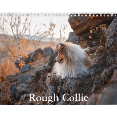 Rough Collie Calendar
