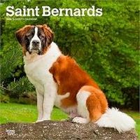 Saint Bernards 2026 Calendar