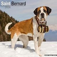Saint Bernards 2026 Calendar