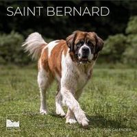 Saint Bernards 2026 Calendar