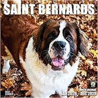 Saint Bernards 2026 Calendar