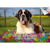 Saint Bernards 2026 Calendar