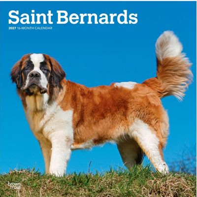 Saint Bernards 2027 Calendar