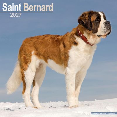 Saint Bernards 2027 Calendar