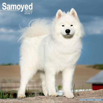 Samoyeds 2027 Calendar