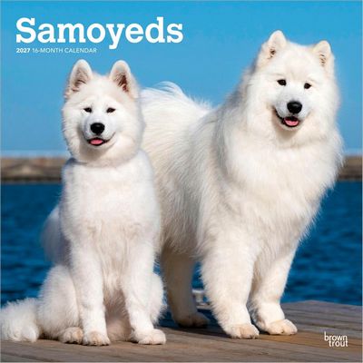 Samoyeds 2027 Calendar