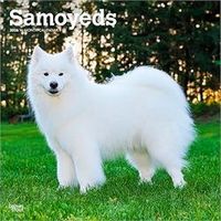 Samoyeds 2026 Calendar