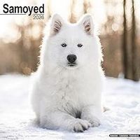 Samoyeds 2026 Calendar