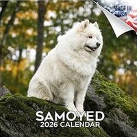 Samoyeds 2026 Calendar