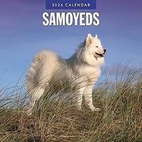Samoyeds 2026 Calendar
