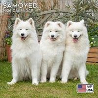 Samoyeds 2026 Calendar