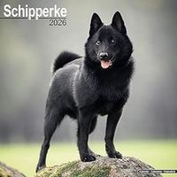 Schipperke 2026 Calendar