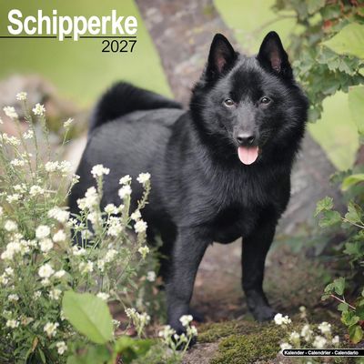 Schipperke 2027 Calendar