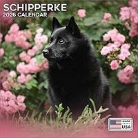 Schipperke 2026 Calendar