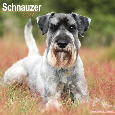 Schnauzer 2027 Calendar
