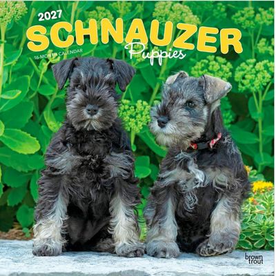 Schnauzer Puppies 2027 Wall Calendar