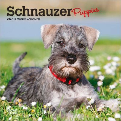 Schnauzer Puppies 2027 Mini Wall Calendar