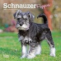 Schnauzer Puppies 2026 Calendar