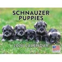 Schnauzer Puppies 2026 Calendar