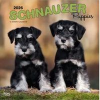 Schnauzer Puppies 2026 Calendar