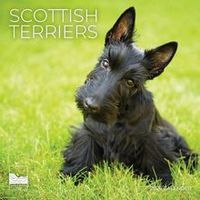 Scottish Terrier 2026 Calendar