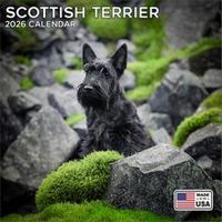 Scottish Terrier 2026 Calendar