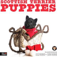 Scottish Terrier Puppies 2026 Calendar