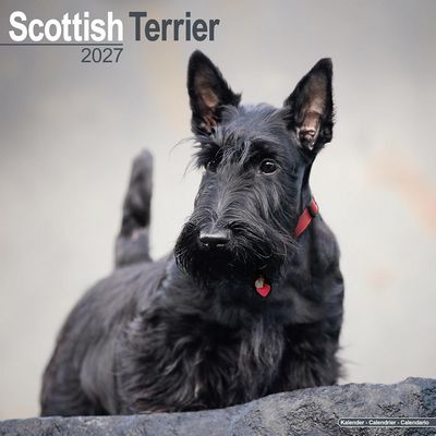 Scottish Terrier 2027 Calendar