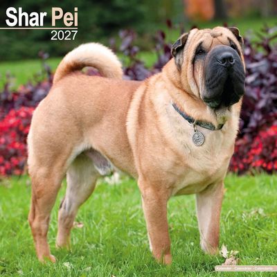 Shar Pei 2027 Calendar