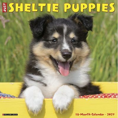 Just Sheltie Puppies 2027 Calendar