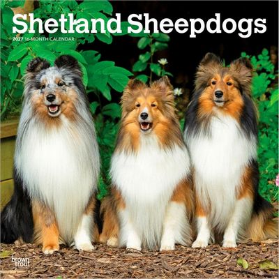 Shetland Sheepdogs 2027 Calendar