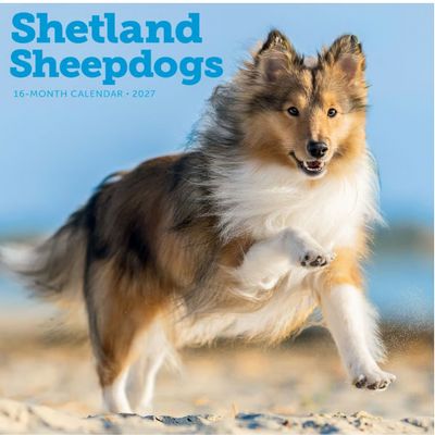 Shetland Sheepdogs 2027 Calendar