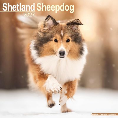 Shetland Sheepdog 2027 Calendar