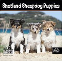 Shetland Sheepdog Puppies 2026 Calendar