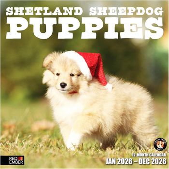 Shetland Sheepdog Puppies 2026 Calendar